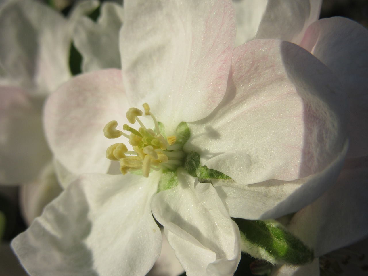 apple blossom blossom bloom free photo