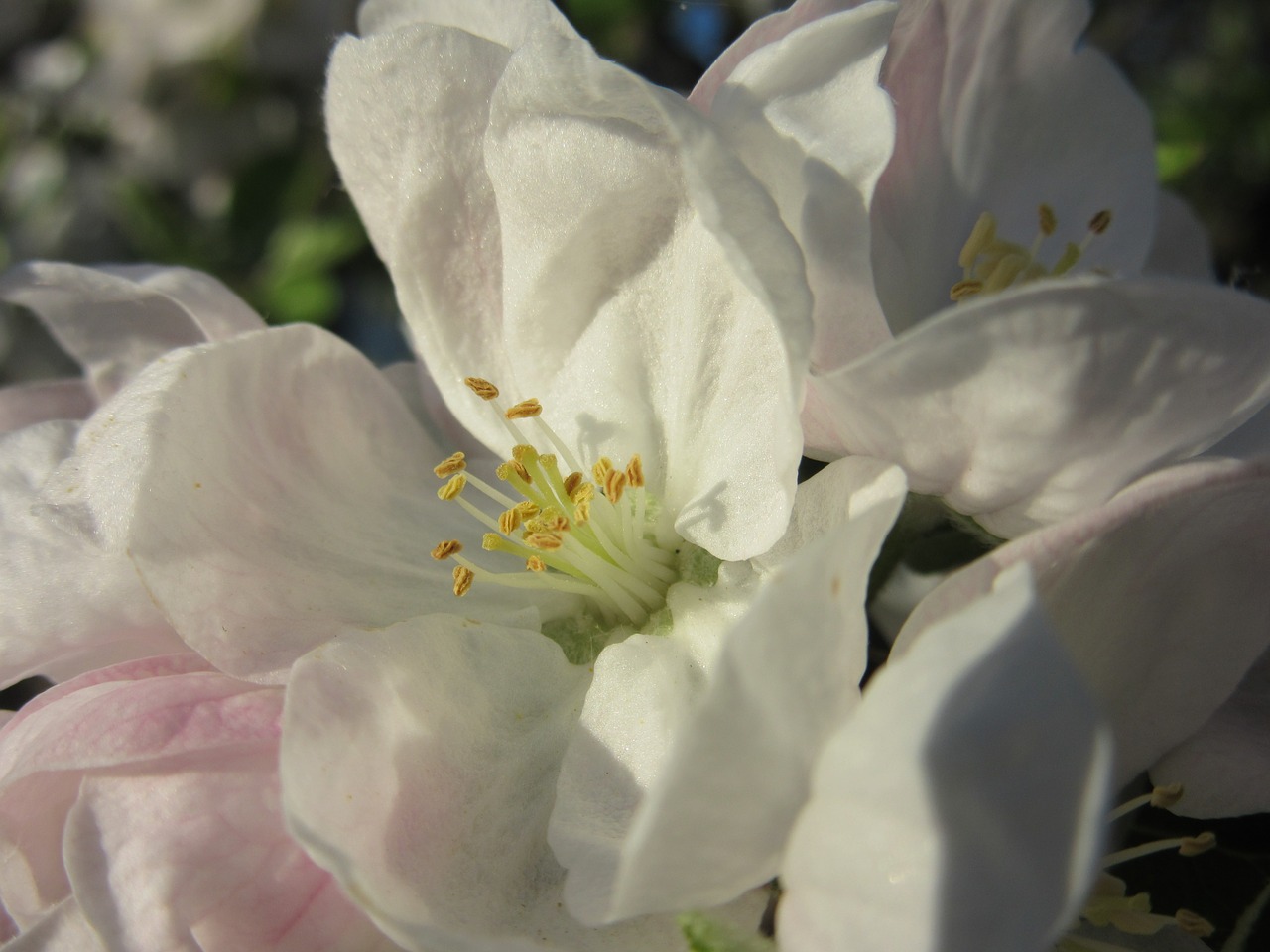 apple blossom blossom bloom free photo