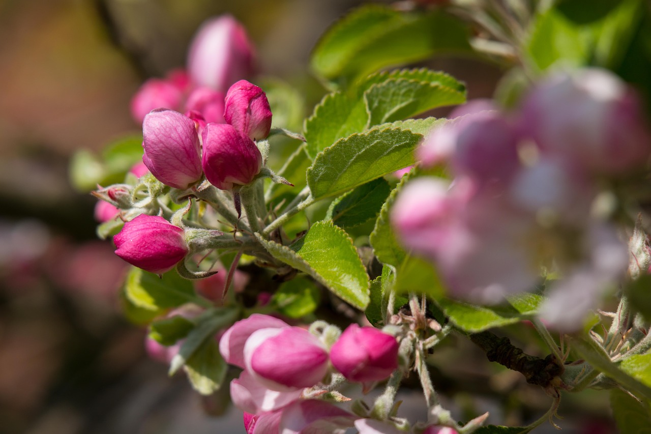 apple blossom apple tree bud free photo