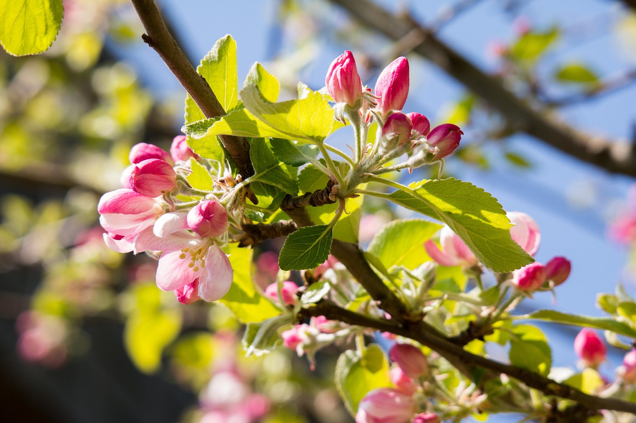 apple blossom apple tree bud free photo