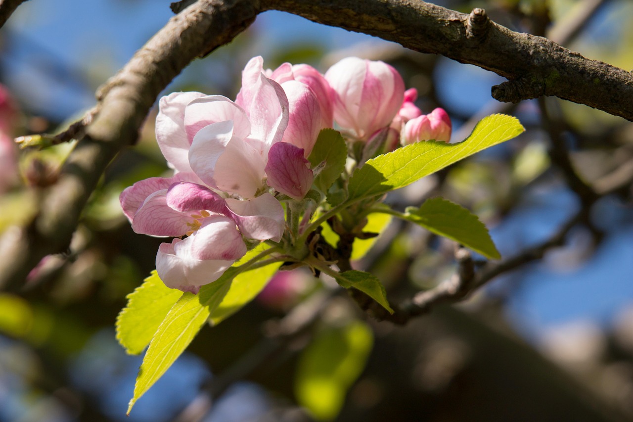 apple blossom apple tree bud free photo