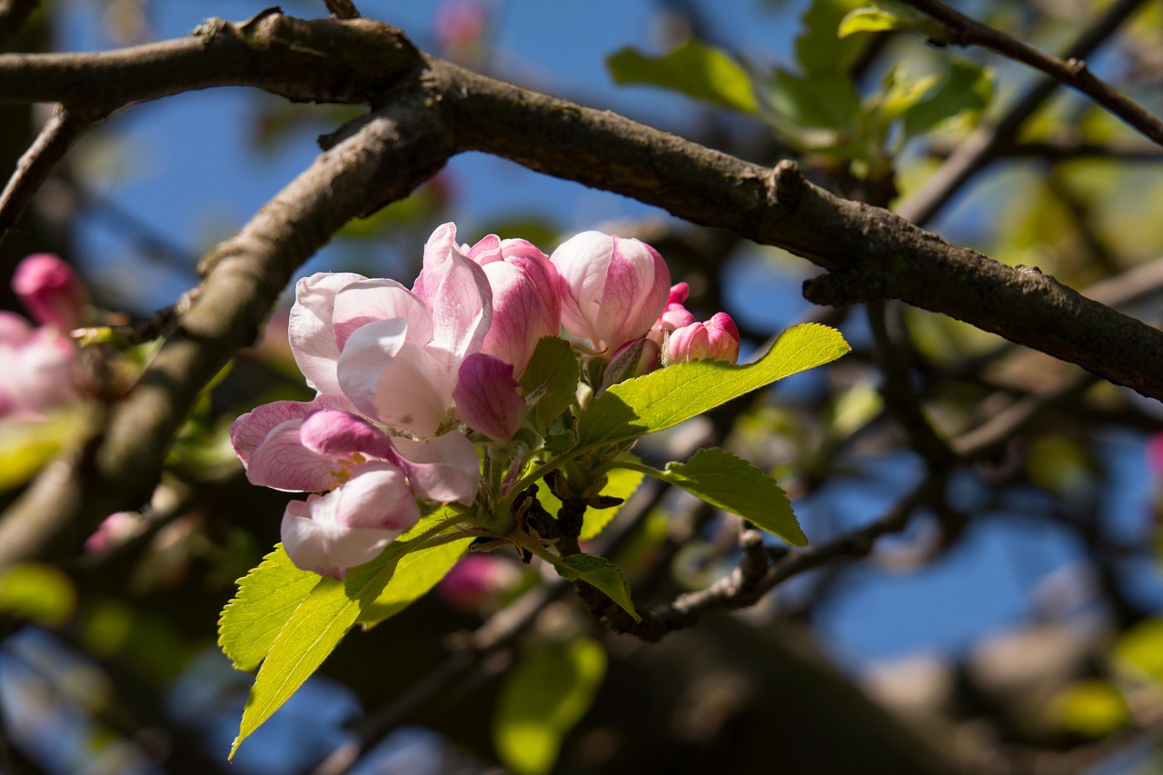 apple blossom apple tree bud free photo