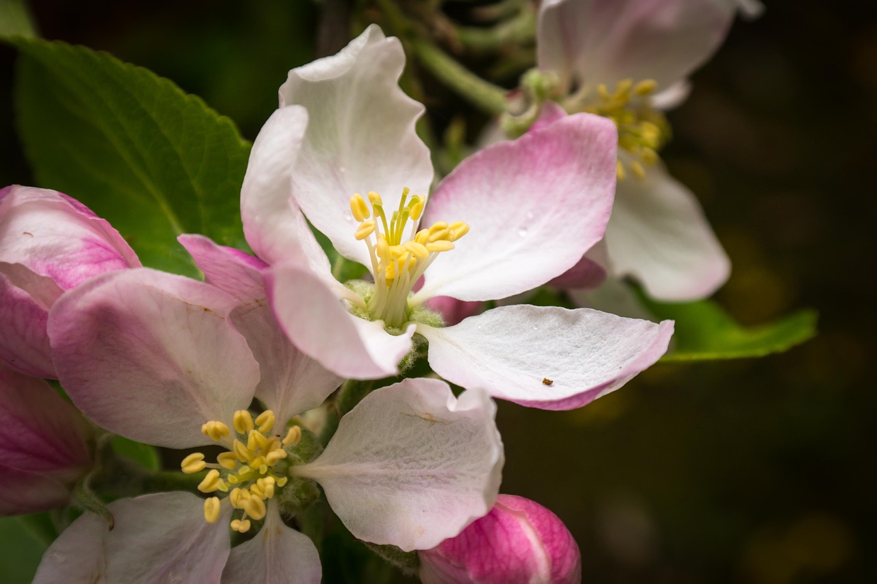 apple blossom apple tree stamp free photo