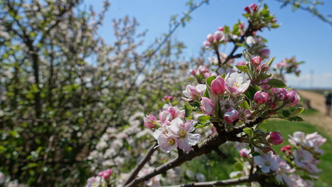 apple blossom spring blossom free photo