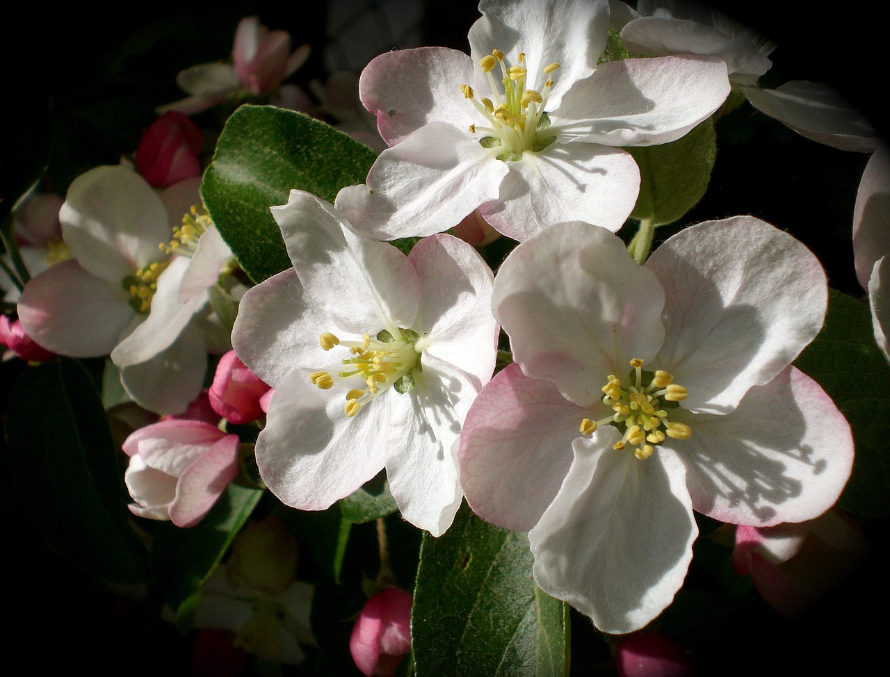 apple blossom apple spring free photo