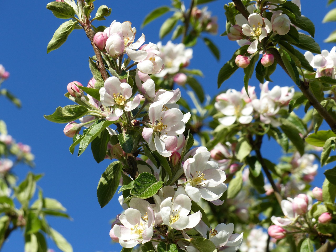 apple blossom tree garden free photo