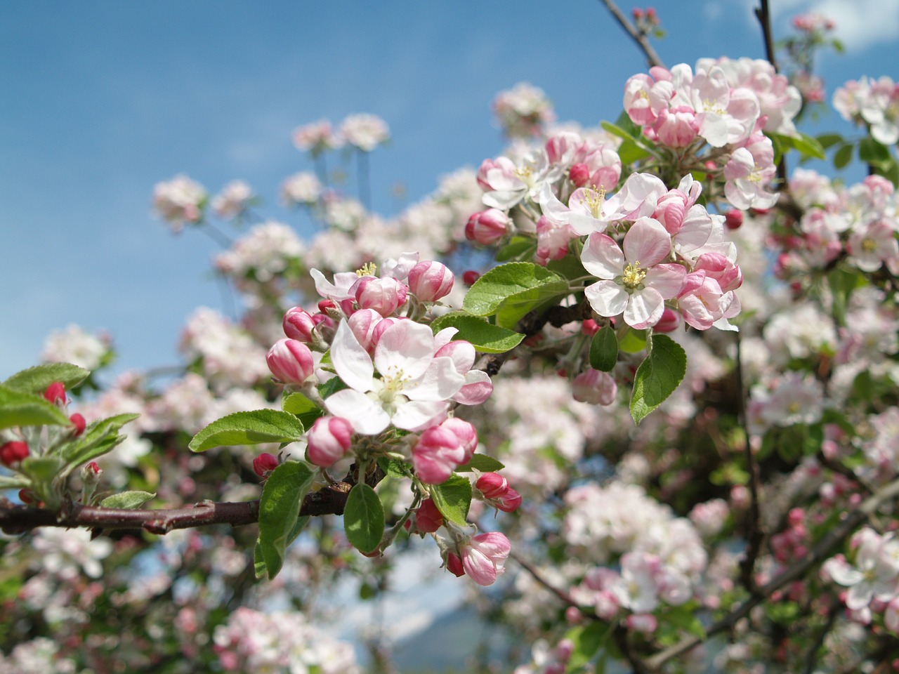 apple blossom vintschgau south tyrol free photo