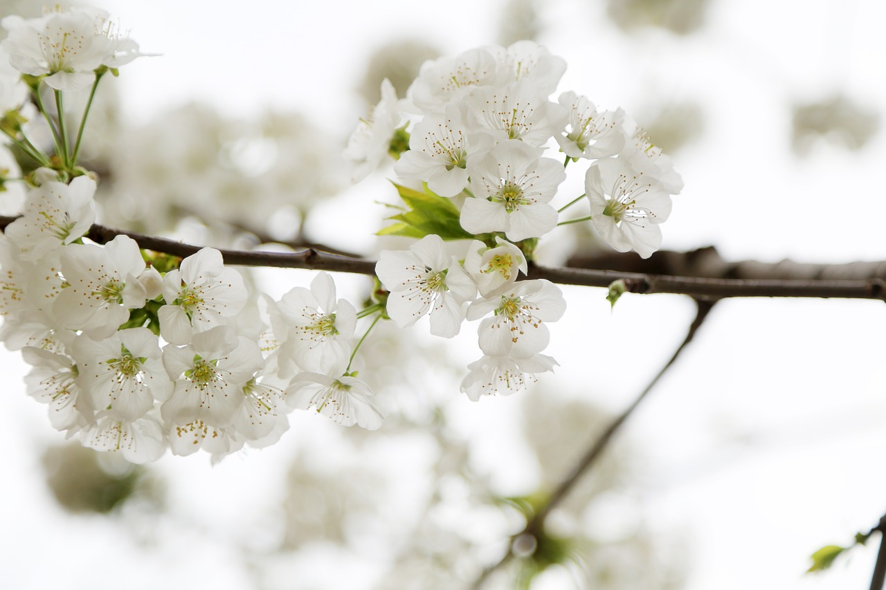 apple blossom spring plant free photo