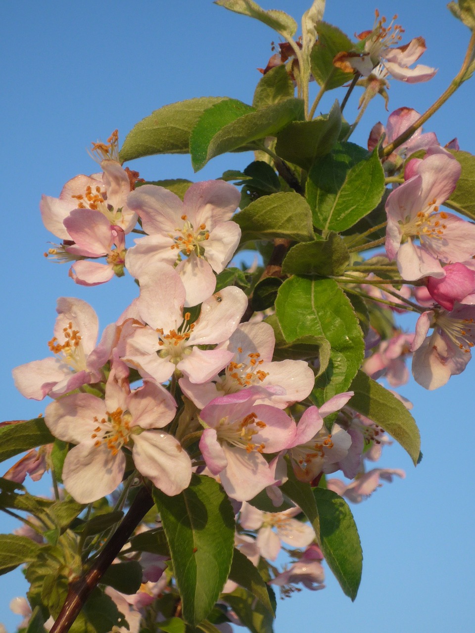 apple blossom spring tree free photo