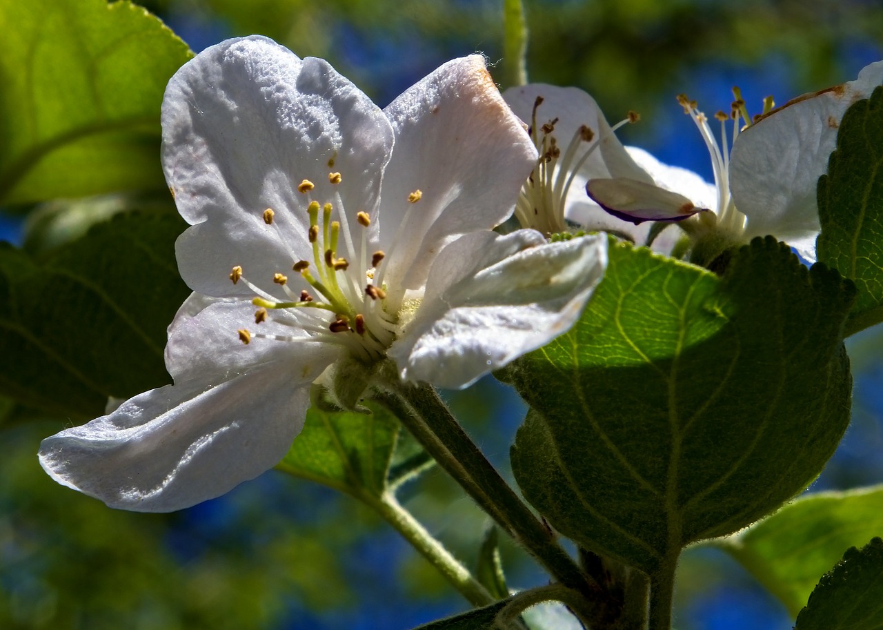 apple blossom in arkansas  blossom  spring free photo