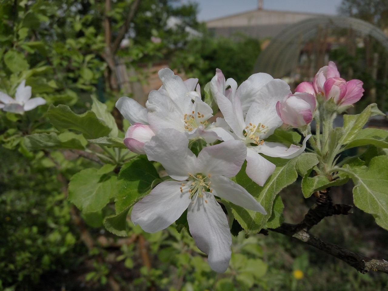 apple blossom white-pink  flower  plant free photo