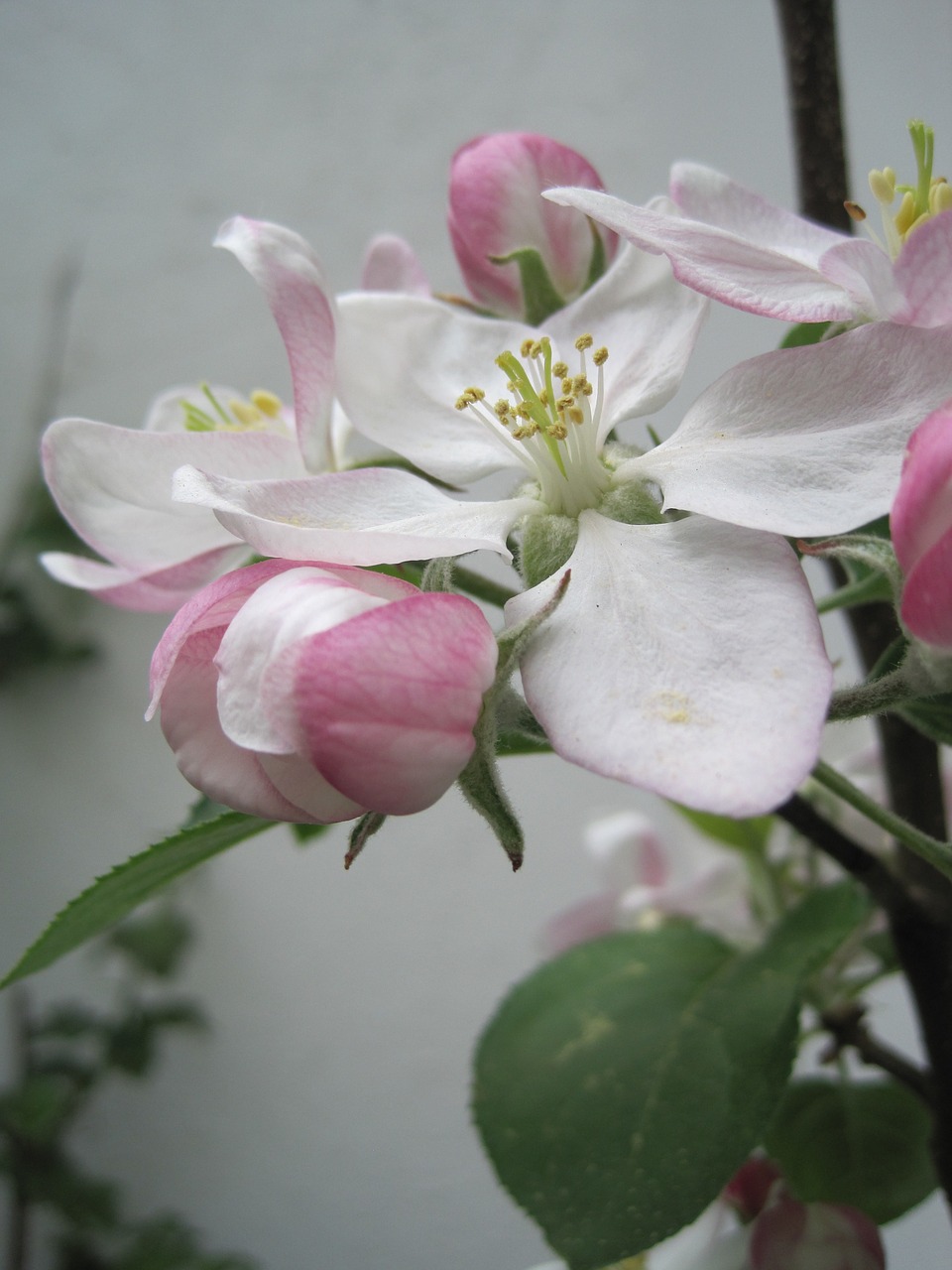 apple blossoms spring pink and white free photo