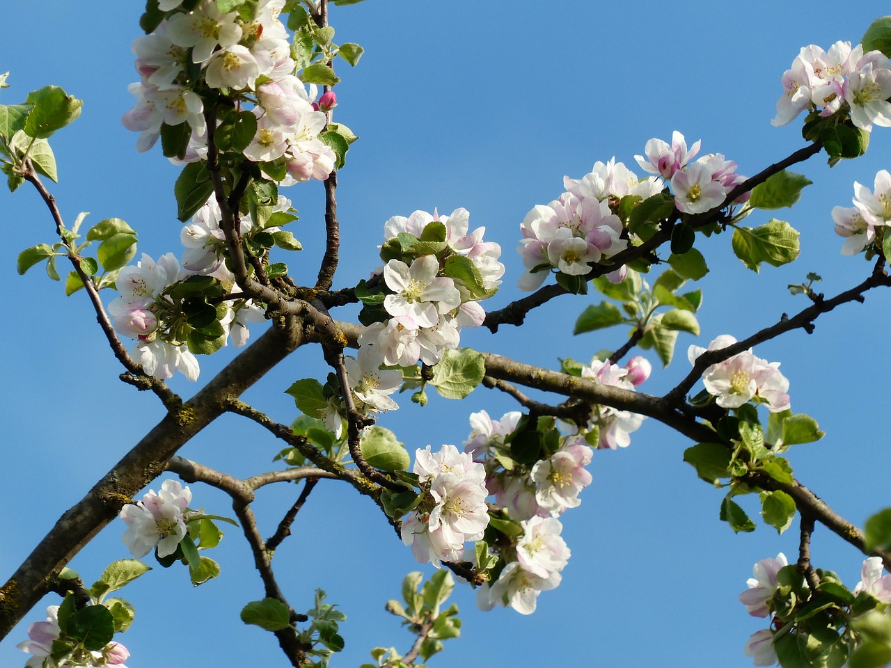 apple blossoms branch apple tree free photo