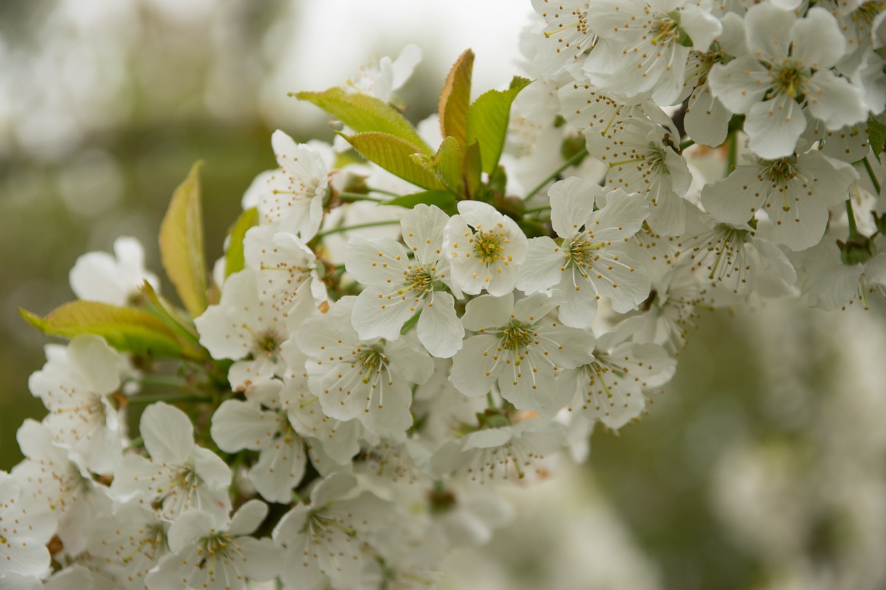 cherry blossoms cherry cherry blossom free photo