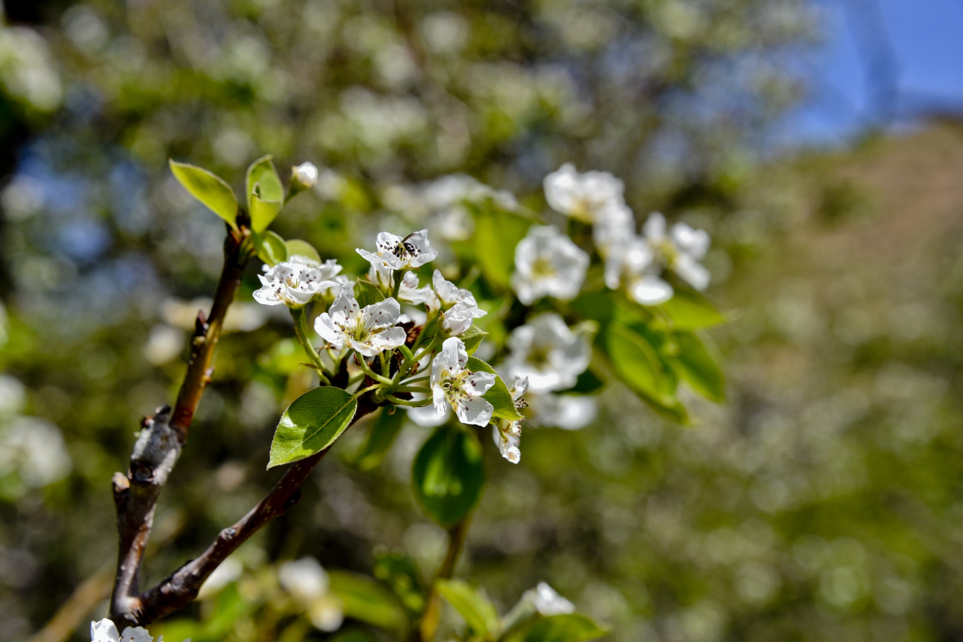 blossom apple pear free photo