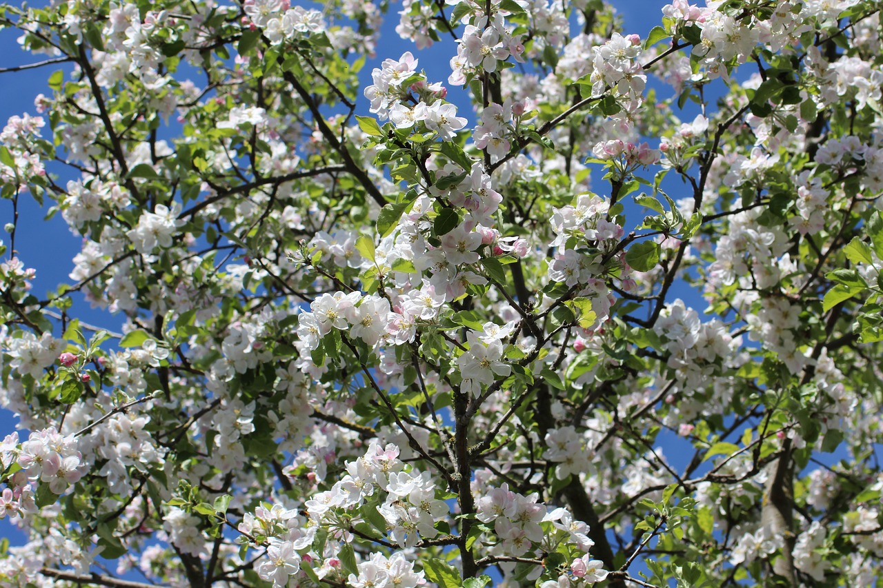 apple blossoms flowers spring free photo