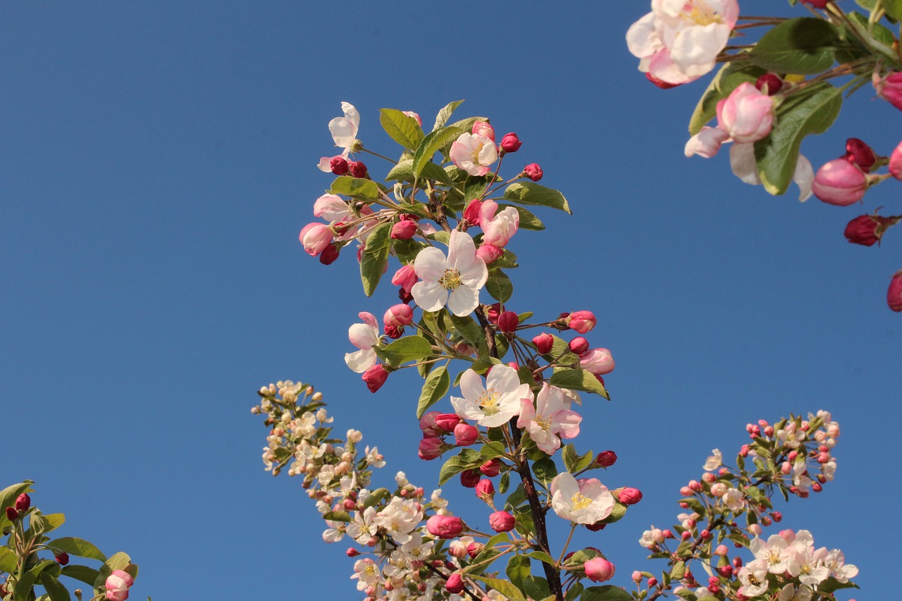 apple blossoms spring tree free photo