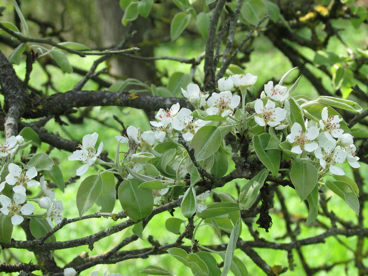 apple blossoms apple tree flowers flowers free photo