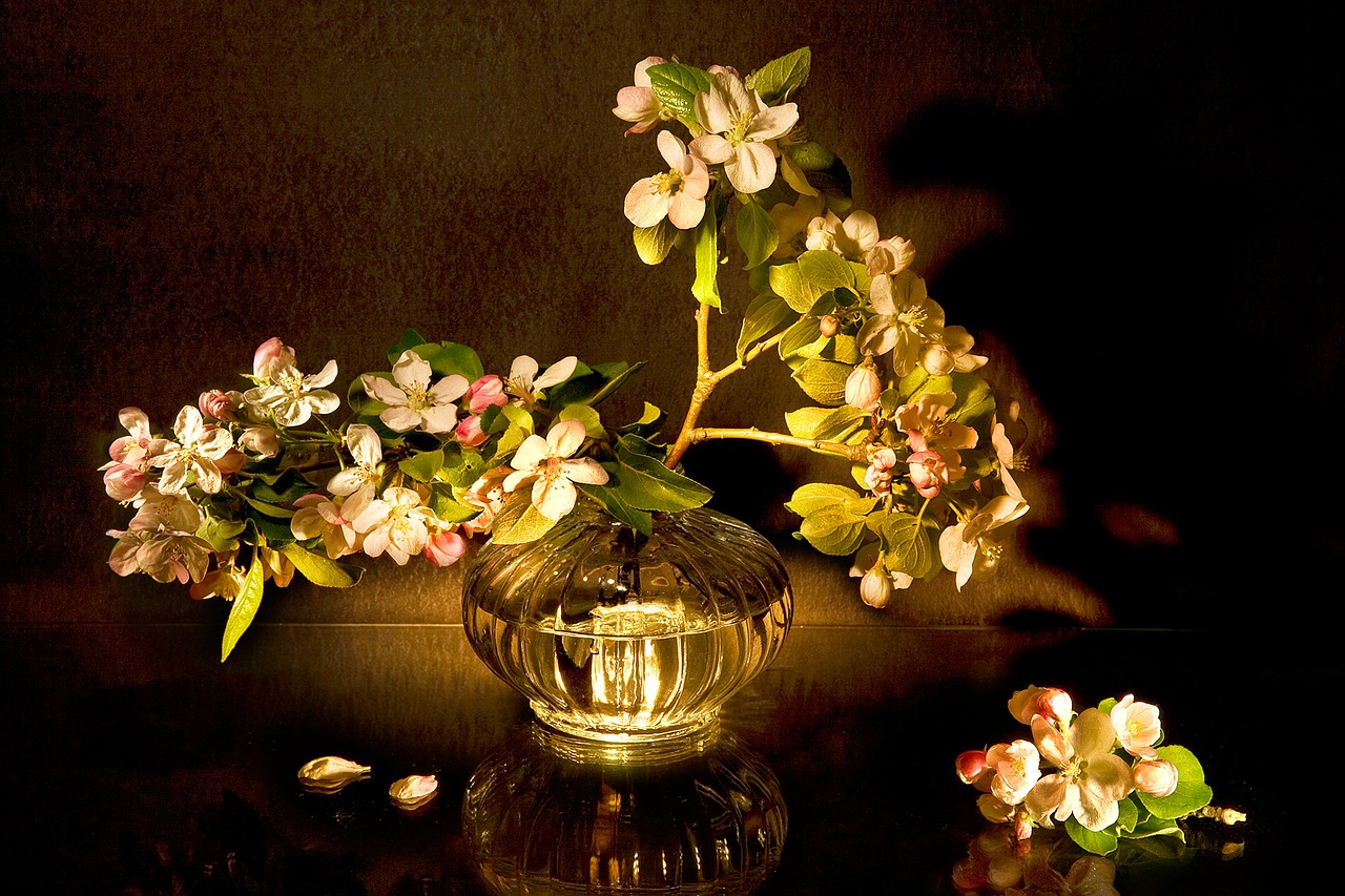 apple blossoms white bloom free photo