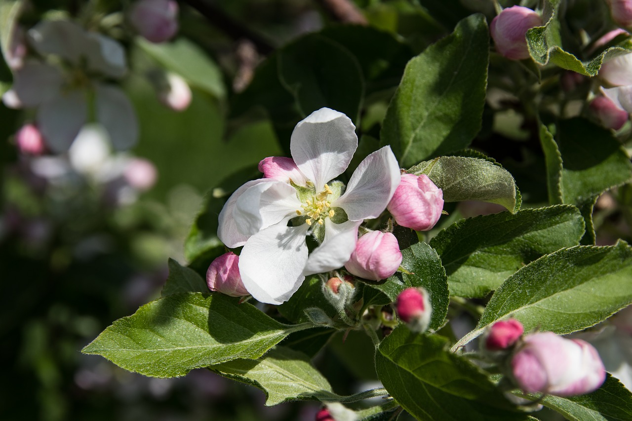 apple blossoms  flowers  apple tree free photo