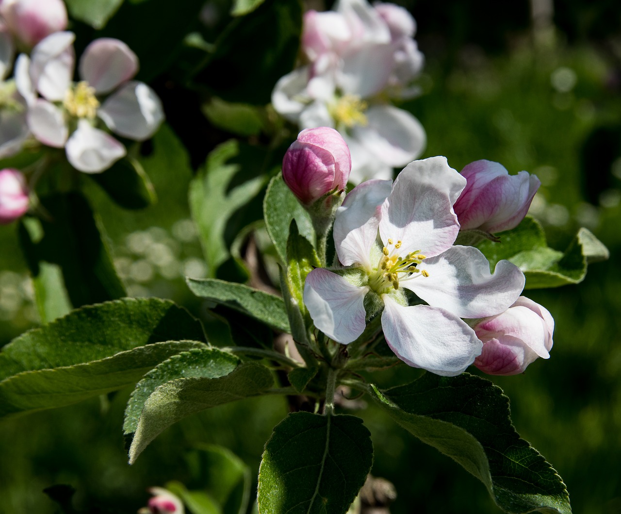 apple blossoms  flowers  apple tree free photo