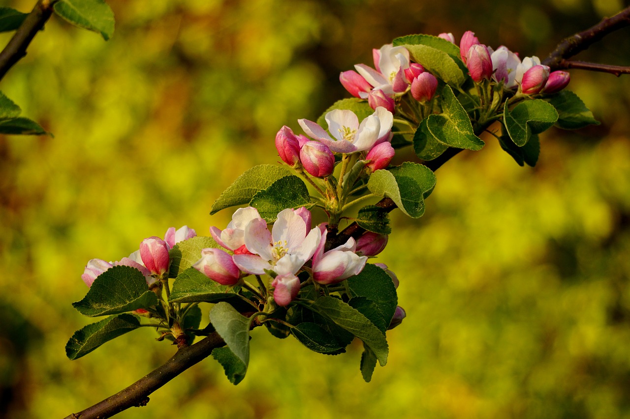 apple blossoms  flowering twig  tree free photo