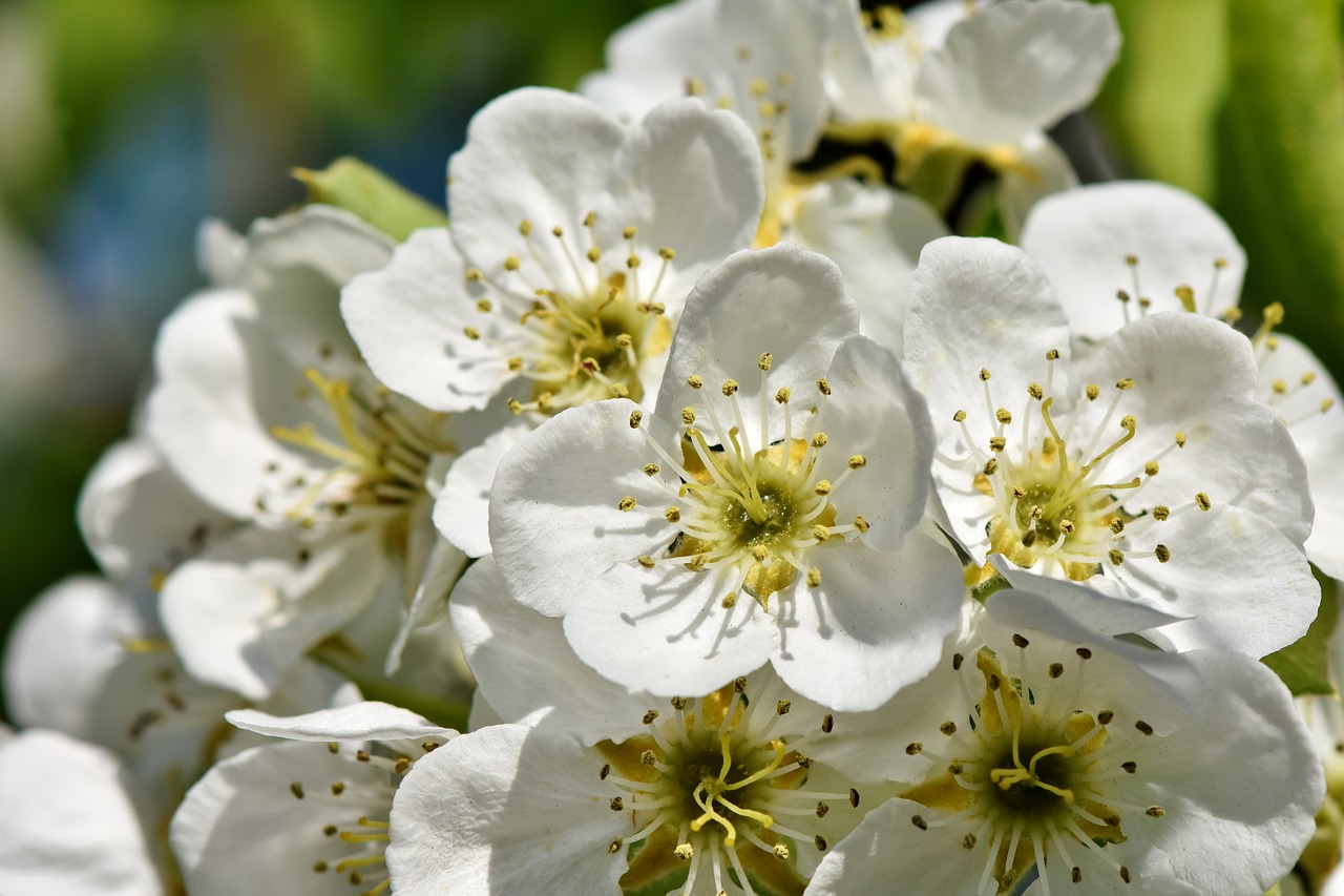 apple blossoms  apple tree  apple tree flowers free photo