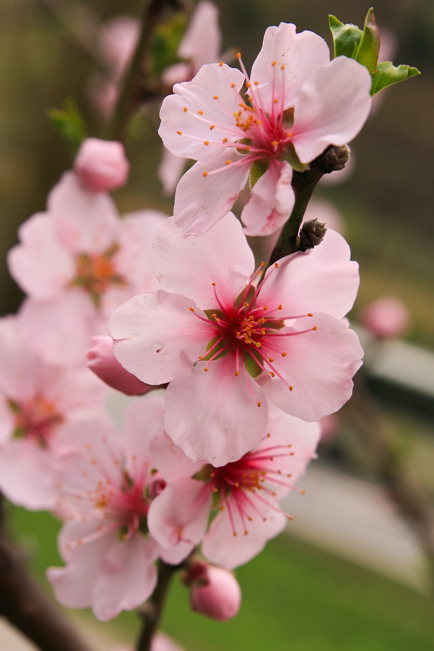 apple blossoms  flowers  pink free photo