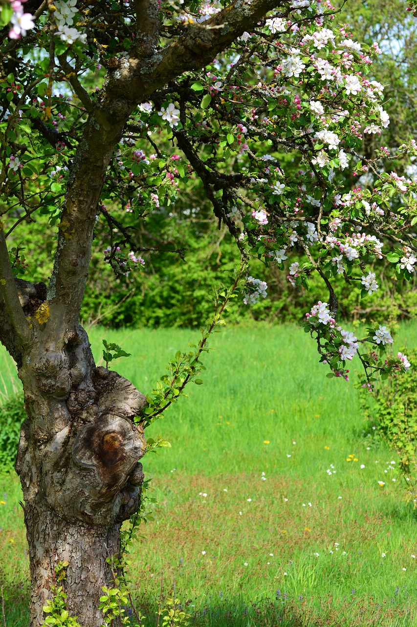 apple blossoms  apple tree  spring free photo