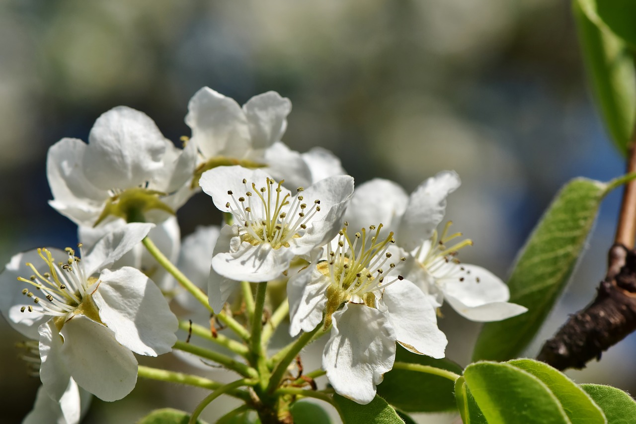 apple blossoms  apple tree  apple tree flowers free photo