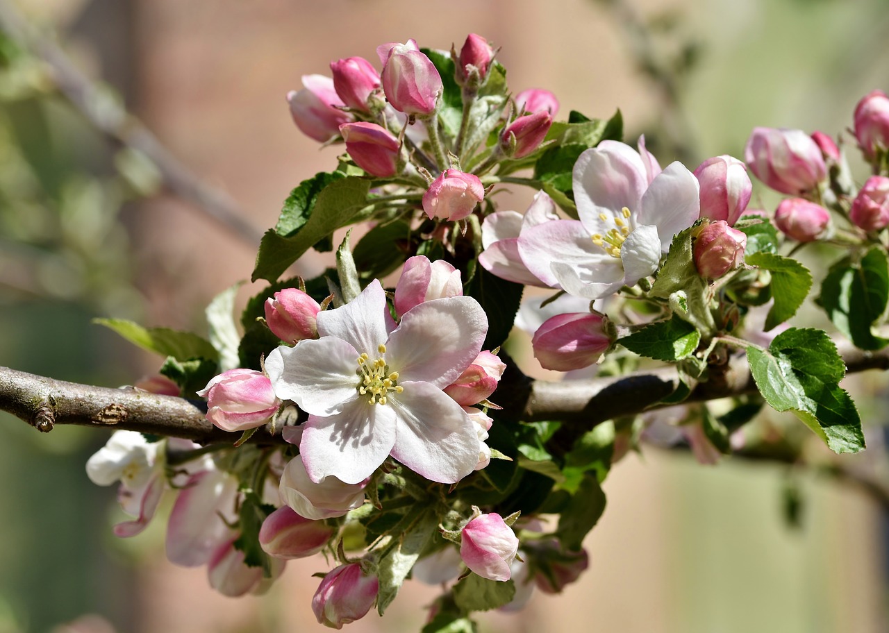 apple blossoms  apple tree  apple tree flowers free photo