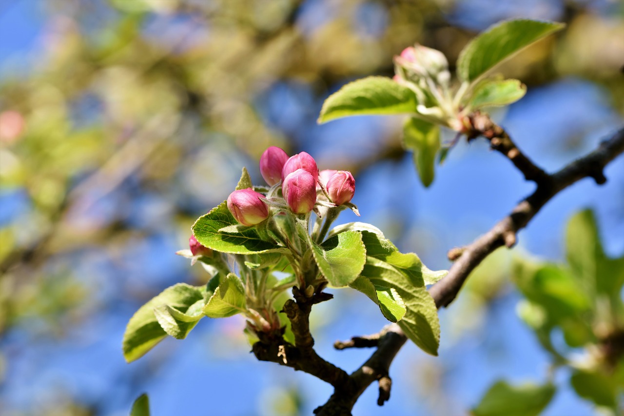 apple blossoms  apple tree  apple tree flowers free photo