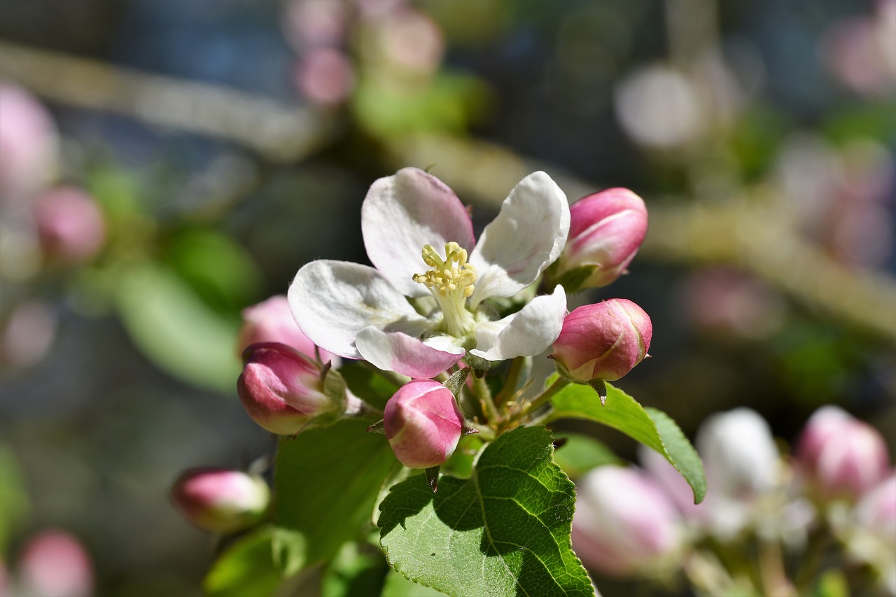 apple blossoms  apple tree  apple tree flowers free photo