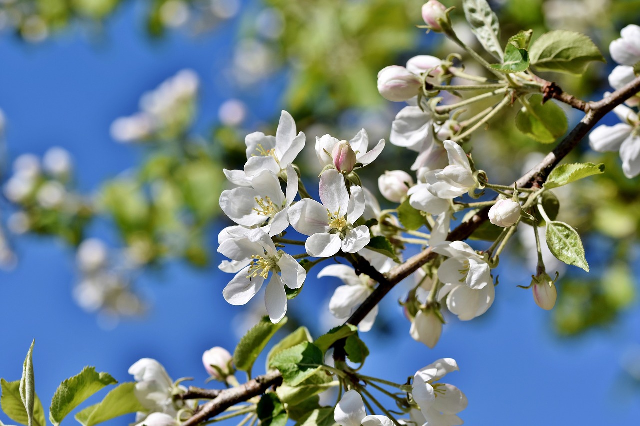 apple blossoms  apple tree  apple tree flowers free photo