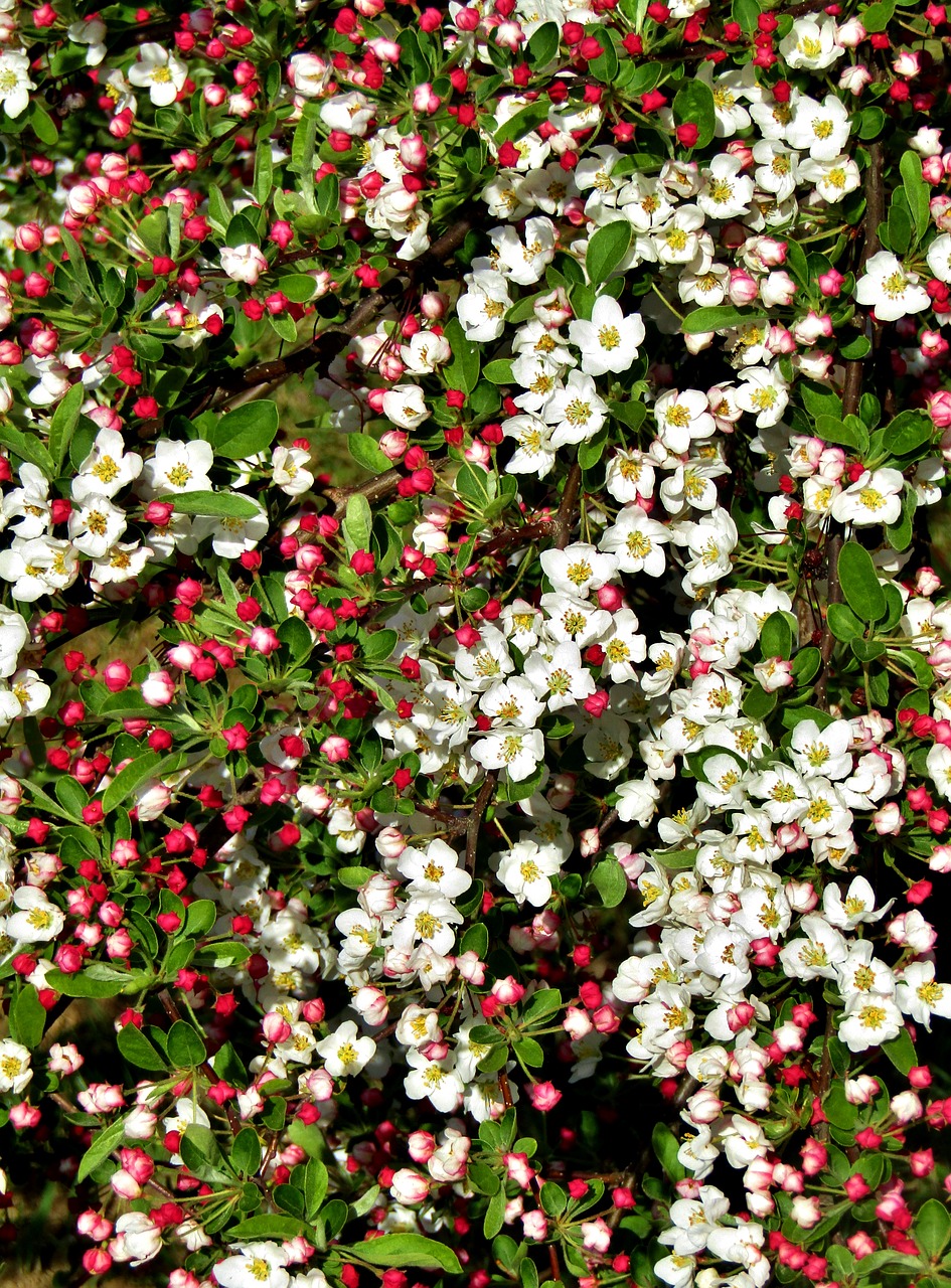 apple blossoms  bud  white free photo