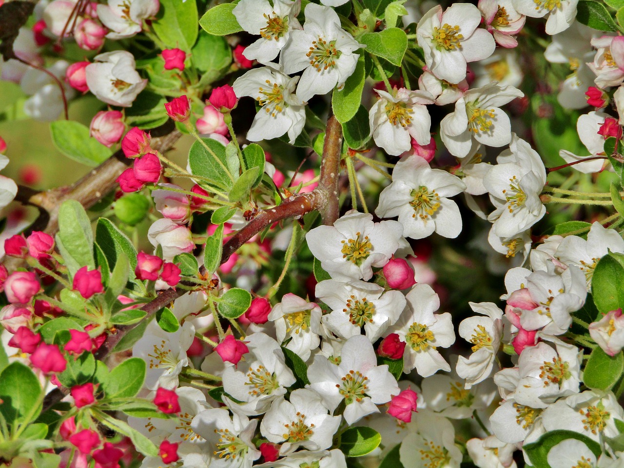 apple blossoms  bud  white free photo