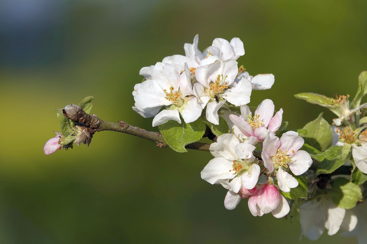 apple blossoms  branch  spring blossoms free photo