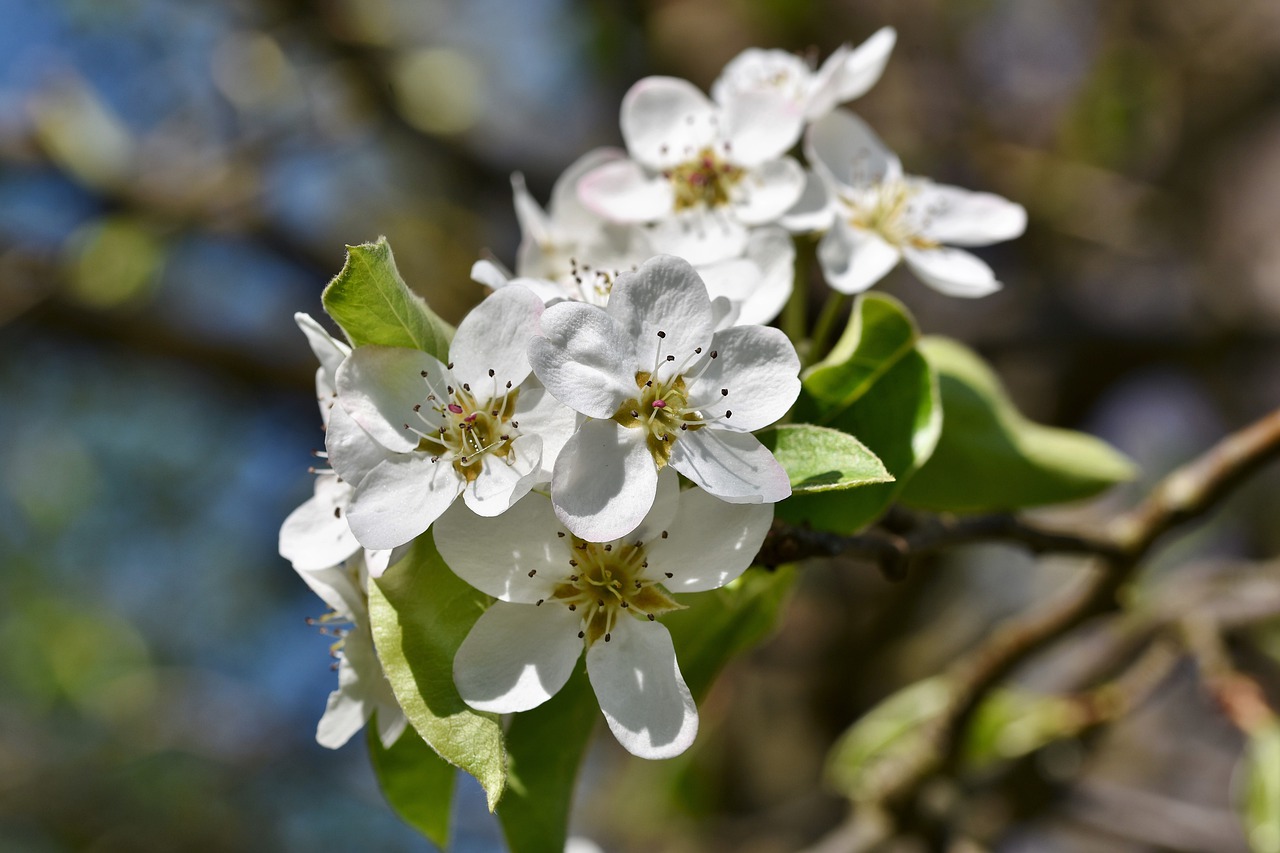 apple blossoms  apple tree  apple tree flowers free photo