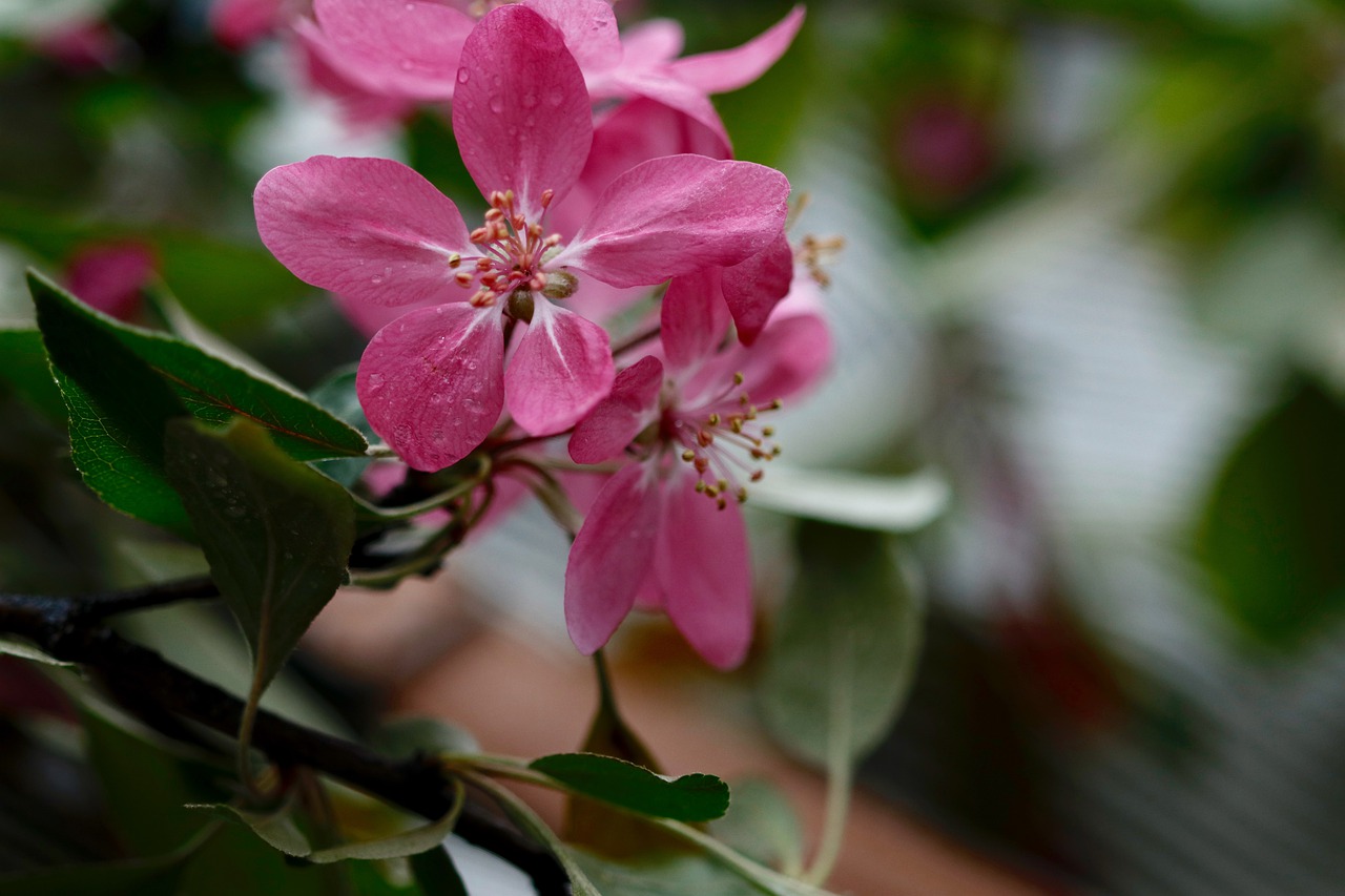 apple blossoms  paradise apple  pink free photo