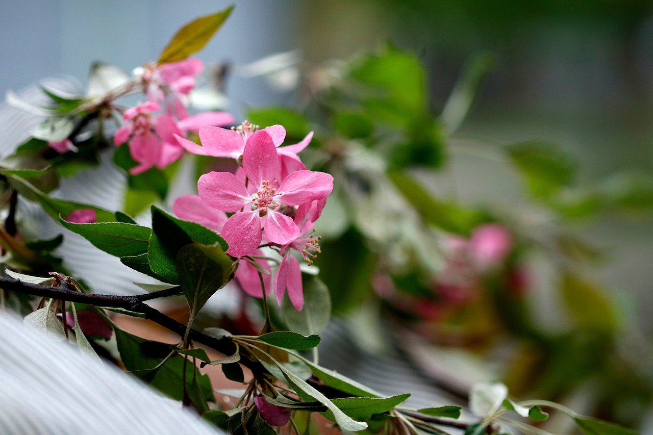 apple blossoms  paradise apple  pink free photo