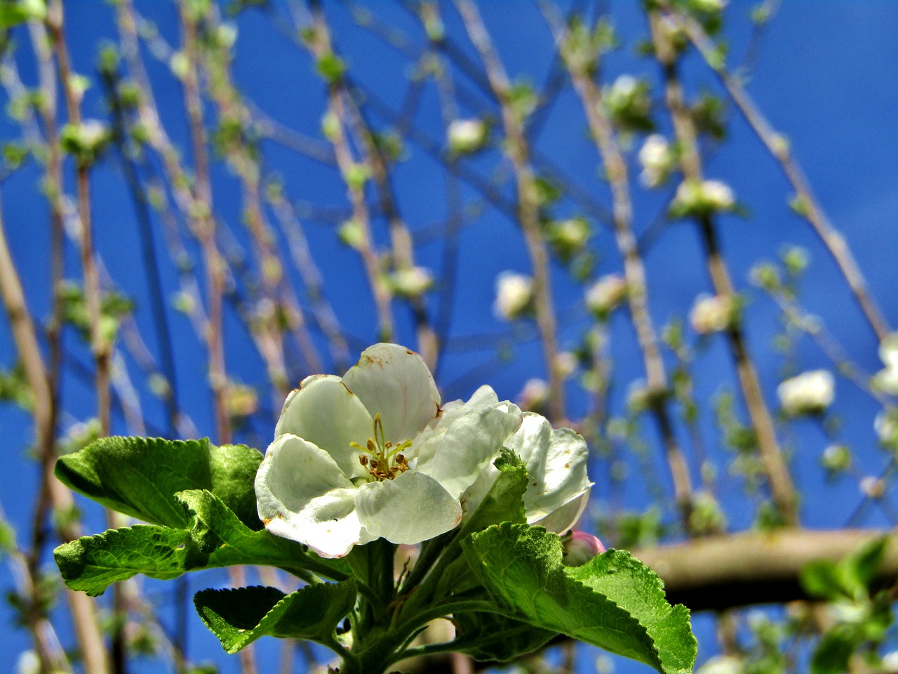apple blossoms  white  apple tree free photo