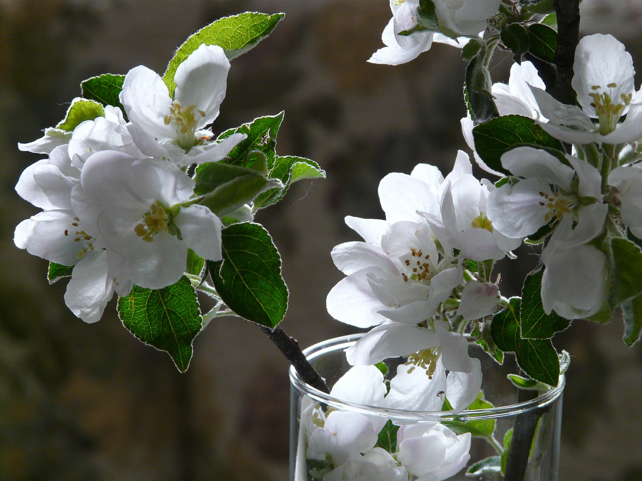 apple blossoms vase white free photo