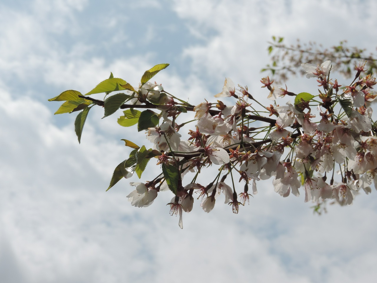 apple blossoms apple white free photo