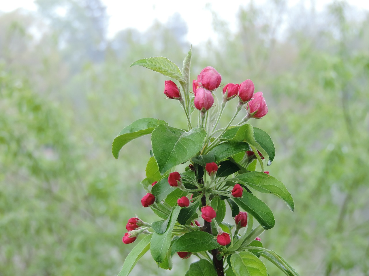 apple blossoms spring apple free photo