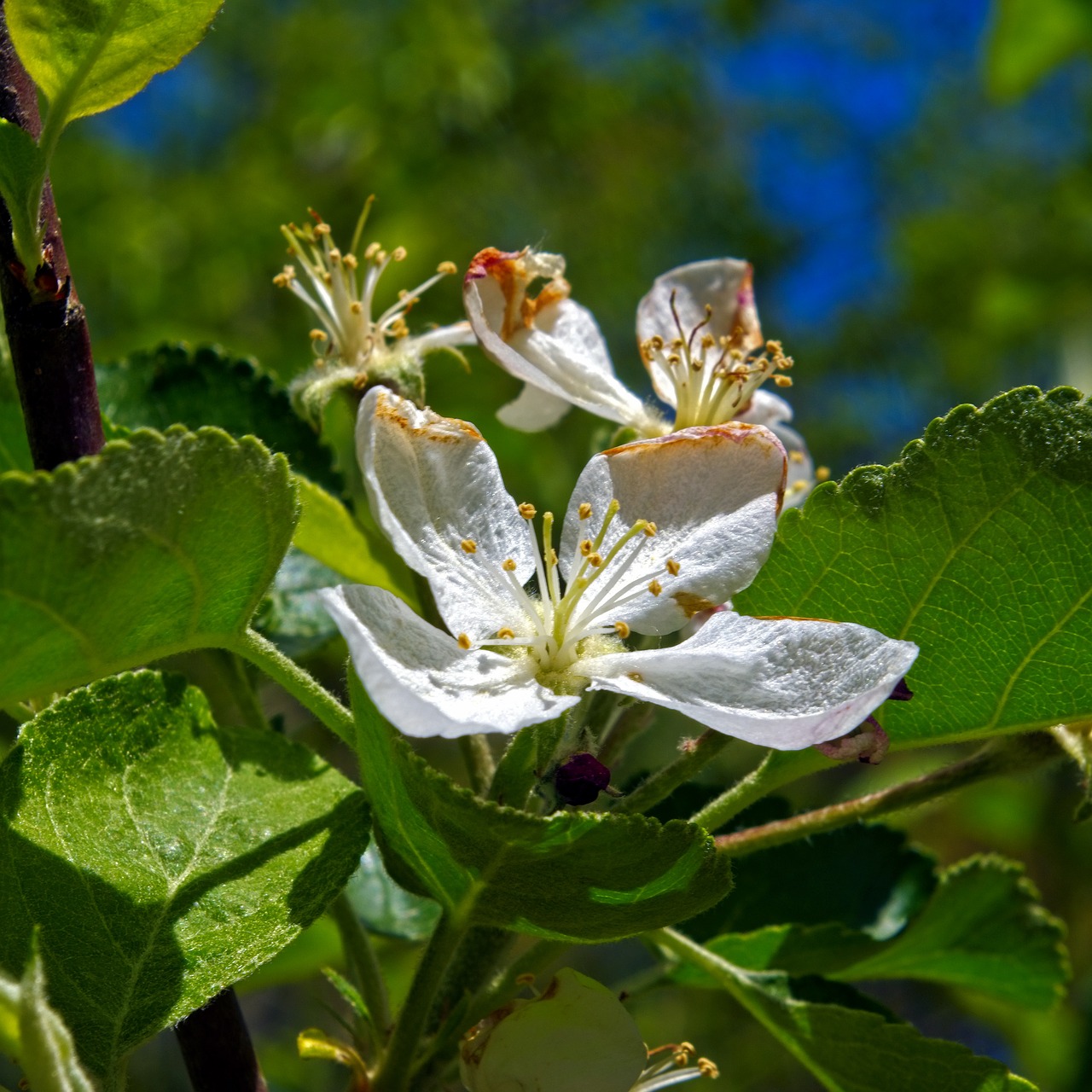 apple blossoms in the ozarks  blossom  spring free photo