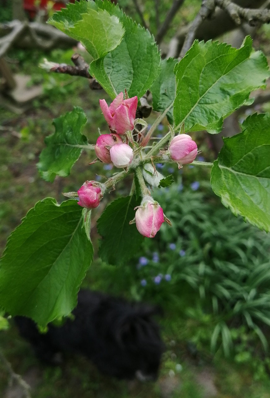 apple bud  garden  green free photo