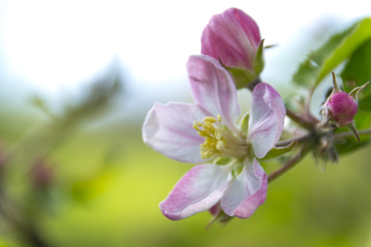 apple flower flowering crabapple flower free photo