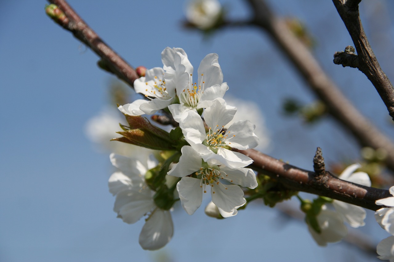 apple flower spring nature free photo