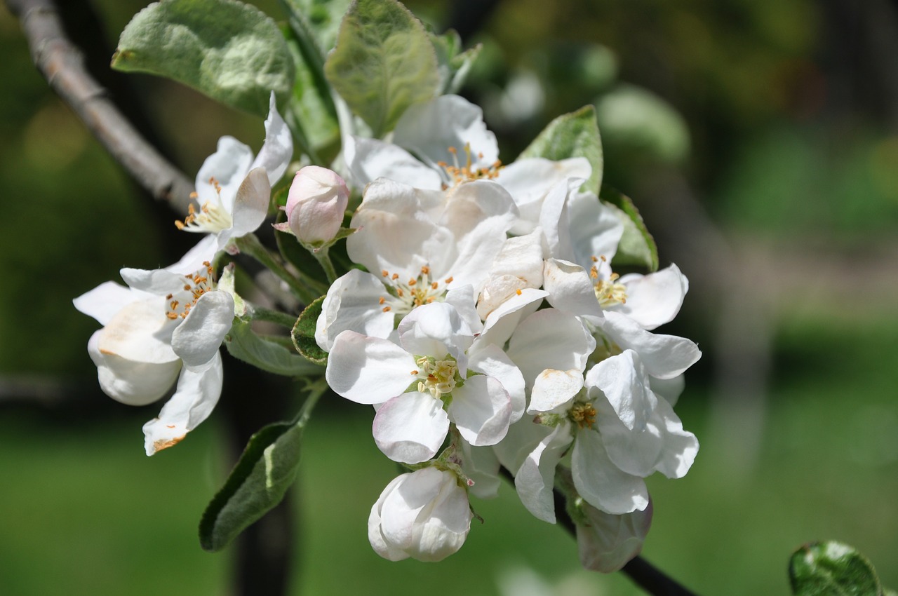 apple flower apple garden free photo