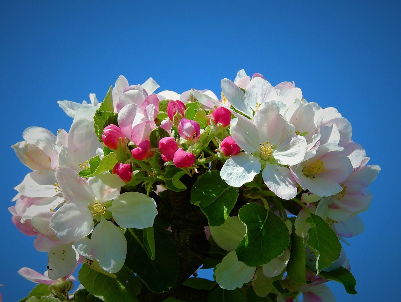 apple flower  nature  plant free photo